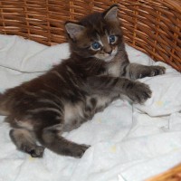 Gatito Maine Coon