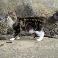 maine-coon