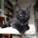 Hans Reiter Hans Reiter