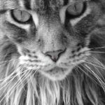 JM.MaineCoons JM.MaineCoons