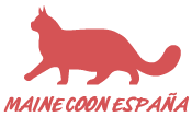 Maine Coon España