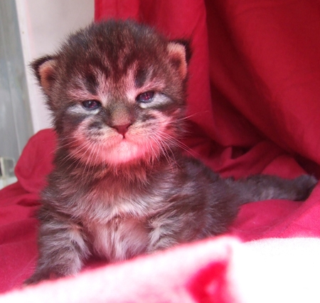 Bamba Increible Bebe Maine Coon