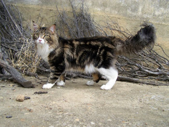 legio maine coon