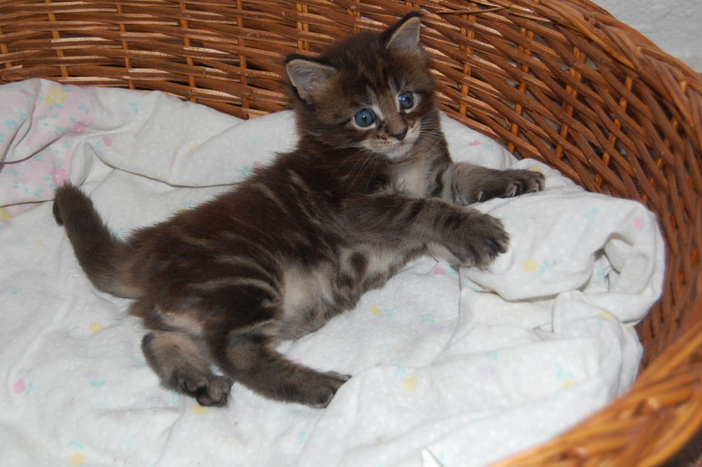 Comprar un gatito - Maine Coon España