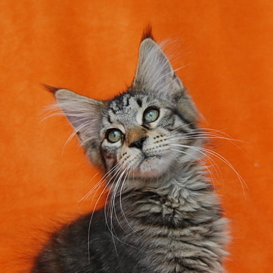 maine-coon-orejas