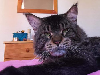 berkano maine coon