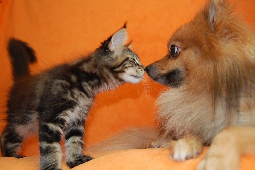 Cachorro Maine Coon jugando con un pomerania