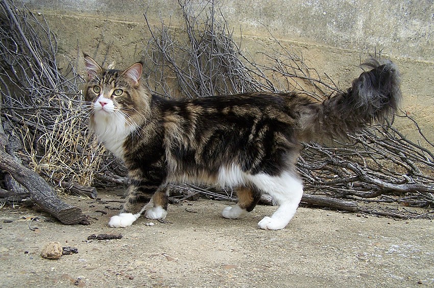 Maine Coon