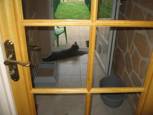 Residencia Para Gatos Cuidados Y Belleza Foro Gatos Maine Coon