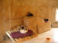 Residencia Para Gatos Cuidados Y Belleza Foro Gatos Maine Coon
