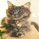 MaineCoonMami