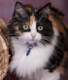 catemoranti
