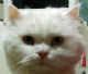 Goldry