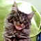 mainecoontattoo