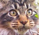 Gelen