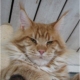 Angric Maine coon