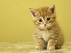 Caty Gata