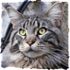 hurasima