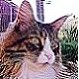 Venize