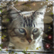 sephy