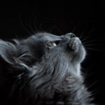 Gatubela