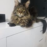Ionelajavier