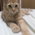 joaviju