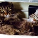 Lynx y Nena Maine Coon