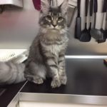 NiisaCoon